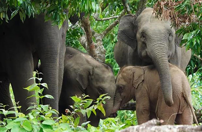 Human-elephant coexistence in Bangladesh
