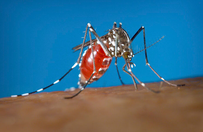 Declaring a public health emergency around dengue