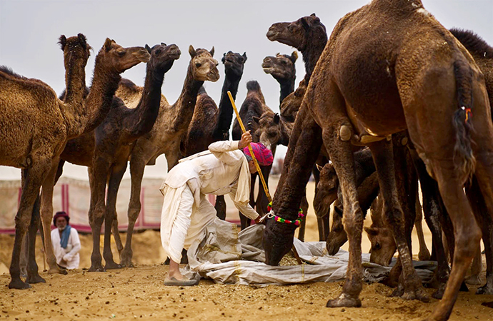 A camel fair in India’s desert town of Pushkar draws traders and tourists, in photos
