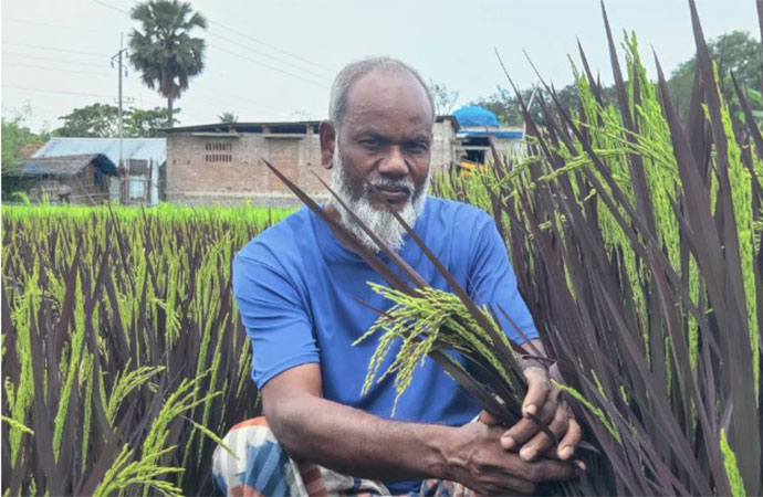 Purple Revolution: Chapainawabganj farmer creates a stir with unusual rice cultivation