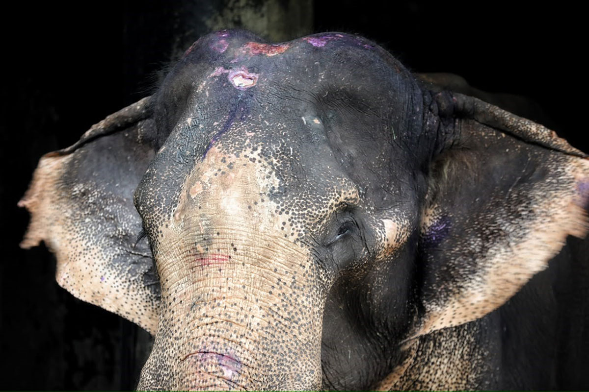 Saved from the Circus