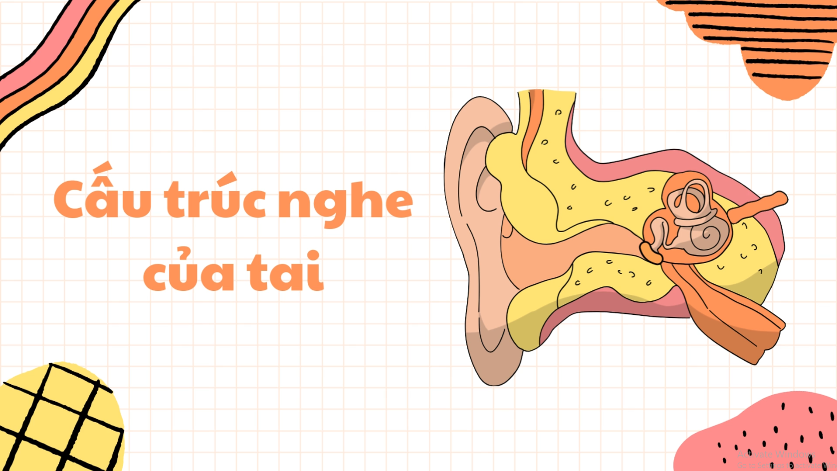 Cấu trúc nghe của tai