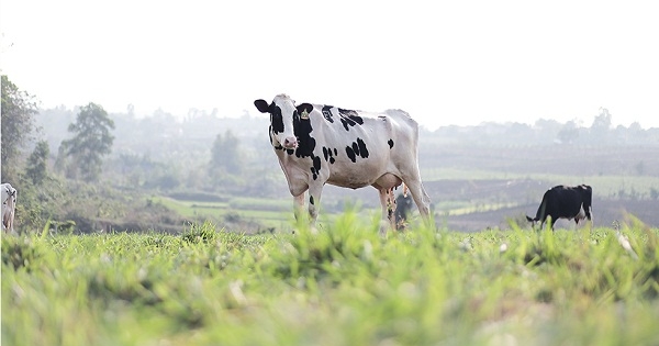 Bò sữa trang trại