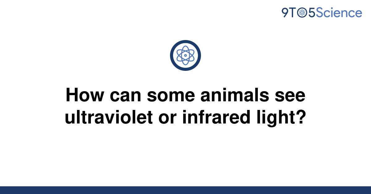 [Solved] How can some animals see ultraviolet or | 9to5Science