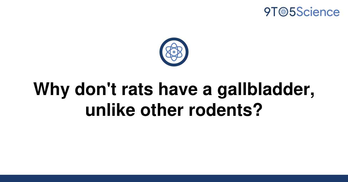 Template Why Don 39 T Rats Have A Gallbladder Unlike Other Rodents20220526 418035 1bq9pm3 