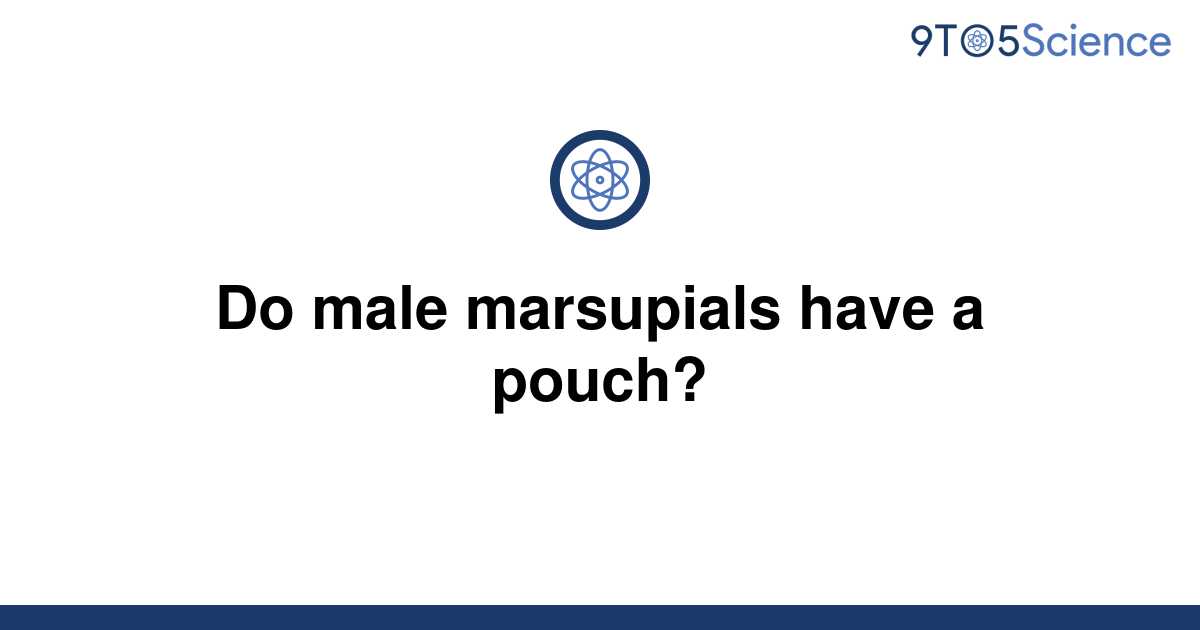 [Solved] Do male marsupials have a pouch? | 9to5Science