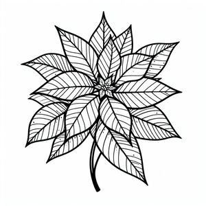 A black and white drawing of a poinsettia