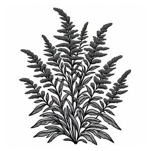 A black and white drawing of a plant 4