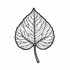 A black and white drawing of a leaf 3