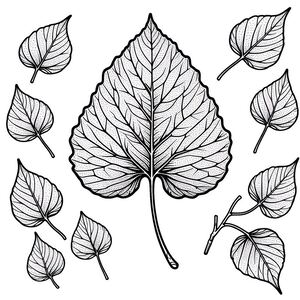 A black and white drawing of a leaf