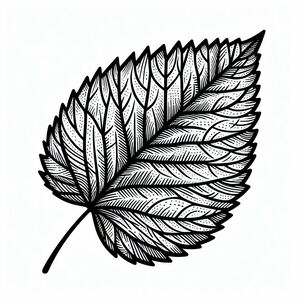 A black and white drawing of a leaf 3