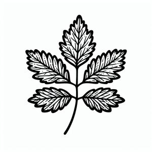 A black and white drawing of a leaf