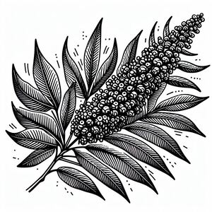 A black and white drawing of a bunch of berries