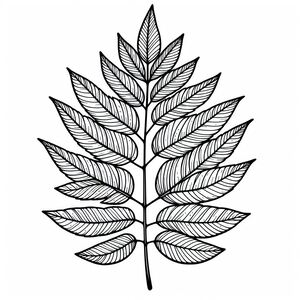 A black and white drawing of a leaf