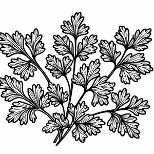 A black and white drawing of a plant 2