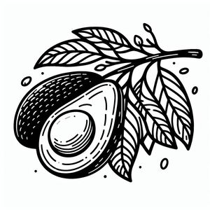 A black and white drawing of an avocado