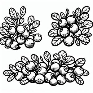 A set of three black and white images of berries