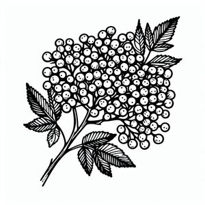 A black and white drawing of a bunch of berries