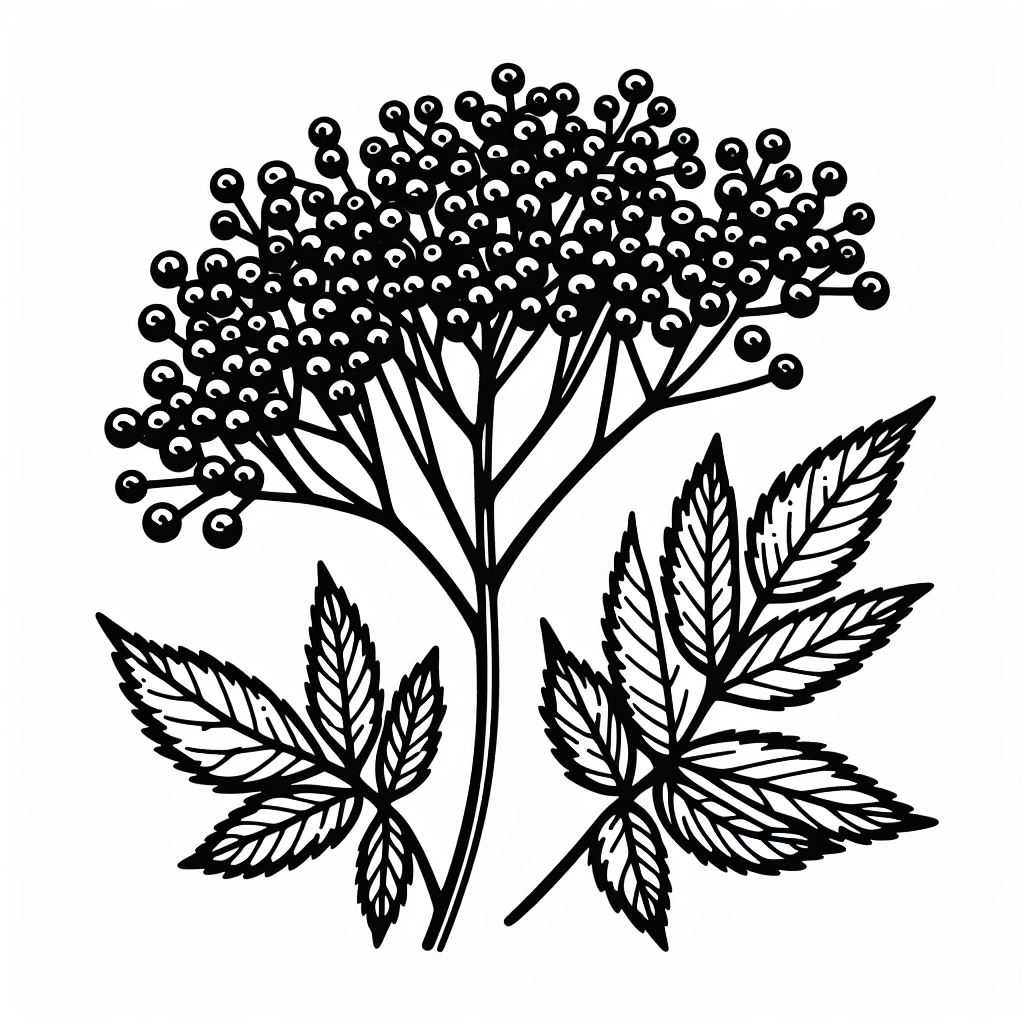 A black and white drawing of a plant with leaves