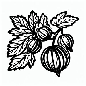 A black and white drawing of acorns and leaves