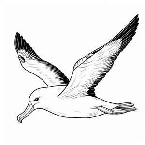 Buller's Albatross in Flight 1