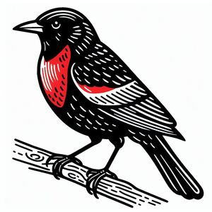 Chim đen cánh đỏ 4
