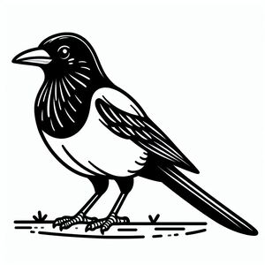 Châu Âu Magpie 2