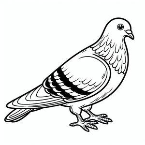 Pigeon