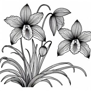 Orchid