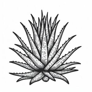 A black and white drawing of a plant