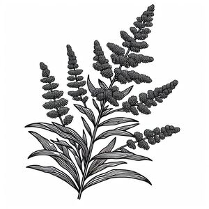 Goldenrod