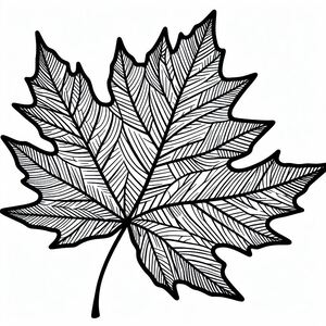 A black and white drawing of a leaf 2
