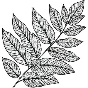 A black and white drawing of leaves