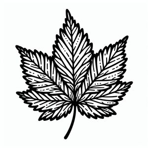 A black and white drawing of a leaf 2