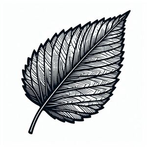 A black and white drawing of a leaf