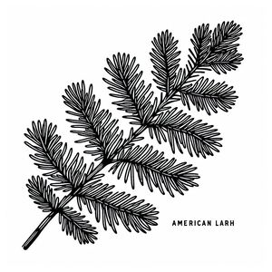 A black and white drawing of a pine branch