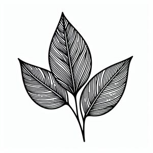 A black and white drawing of a leaf
