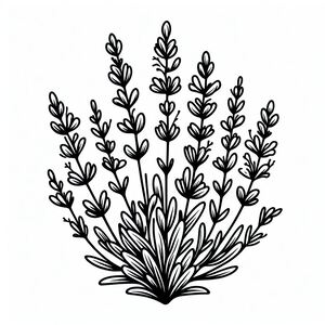 A black and white drawing of a plant