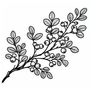 A black and white drawing of berries on a branch 4
