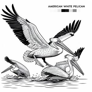 American White Pelican Landing 4
