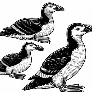 Tuyệt chủng Great Auk 1