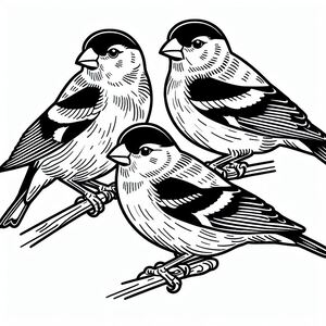 Black-Winged Snowfinches 2