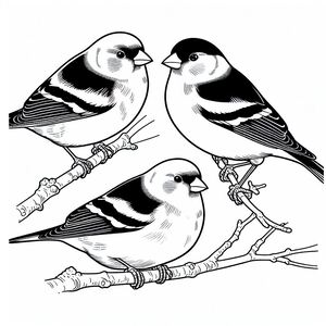 Black-Winged Snowfinches 4