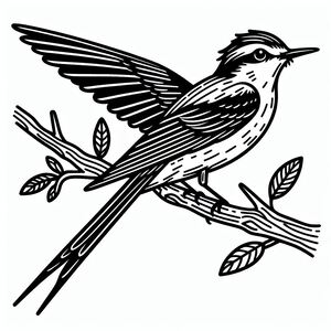 Scissor-tailed Flycatcher 2
