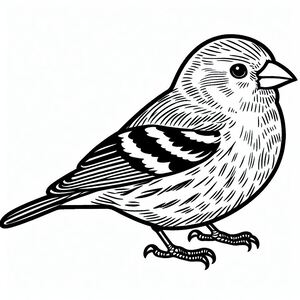 Pine Grosbeak 1