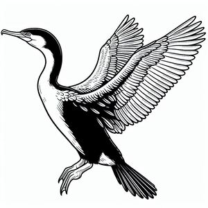 Brandt's Cormorant 2