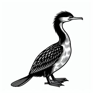 Brandt's Cormorant 3