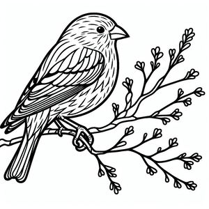 Red Crossbill 4