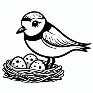 Piping plover