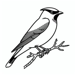 Đậu tuyết tùng Waxwing 1